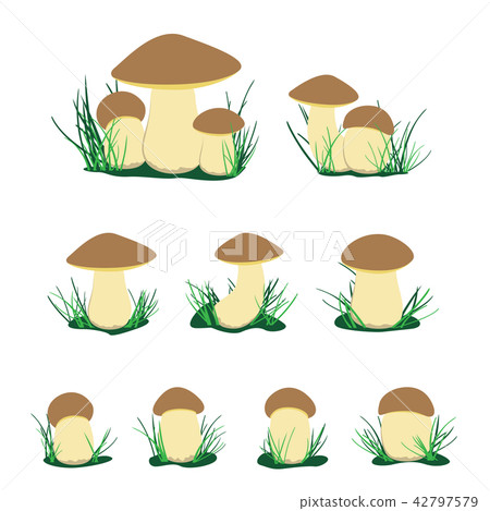 white cep mushroom illustration set white cep mushroom illustration set 42797579
