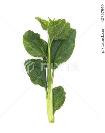 木耳菜 木耳菜 42797940