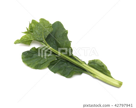 木耳菜 木耳菜 42797941
