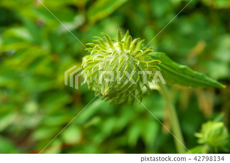 Oyamabokchi Oyamabokchi 42798134
