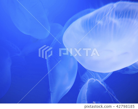 Jellyfish moonwater aquarium mizukurege Jellyfish moonwater aquarium mizukurege 42798185