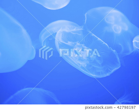水母月亮水族館mizukurege 42798197