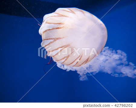 Jellyfish moon hydrangea 42798202