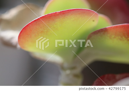 紅色和綠色漸變 紅色和綠色漸變 42799175