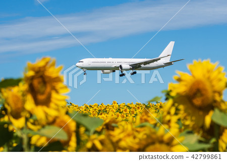 向日葵和飛機 向日葵和飛機 42799861