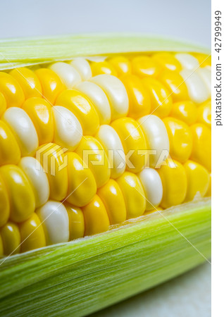 玉米 玉米 42799949