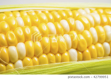 corn corn 42799951