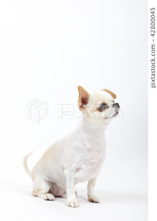 Poodle Poodle 42800045