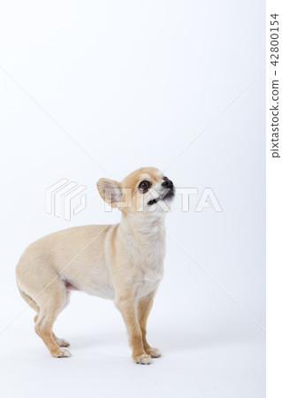 棕色貴賓犬 棕色貴賓犬 42800154