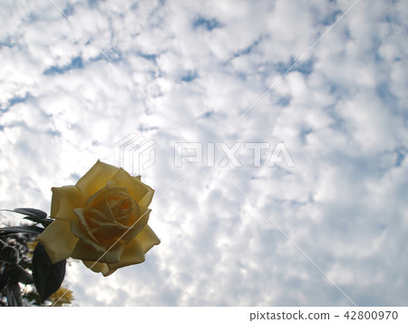 Yellow roses and autumn sky Yellow roses and autumn sky 42800970
