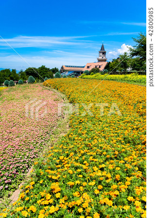 Village of Yamanashi Heidi 42800985
