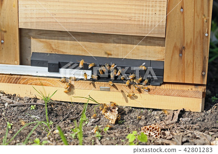 蜜蜂蜜蜂 42801283