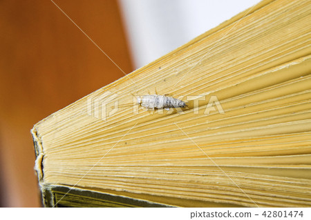 Insect feeding on paper - silverfish. Silverfish at the end of the book. 42801474