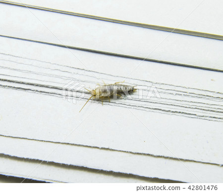 Pest books and newspapers. Insect feeding on paper - silverfish Pest books and newspapers. Insect feeding on paper - silverfish 42801476