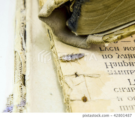 Insect feeding on paper - silverfish Insect feeding on paper - silverfish 42801487