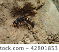 Dorobachi 42801853