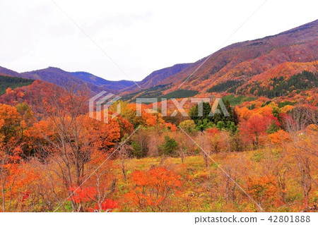 Autumn leaves at the foot of the mountain Autumn leaves at the foot of the mountain 42801888