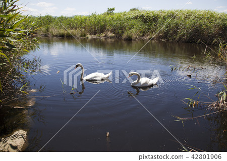 Couple swans 42801906