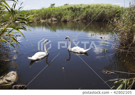 Couple swans 42802105