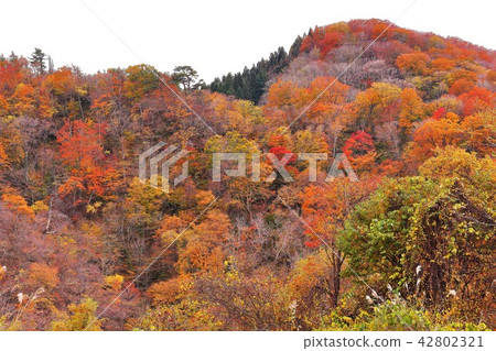 Naruko Township of autumn leaves Naruko Township of autumn leaves 42802321