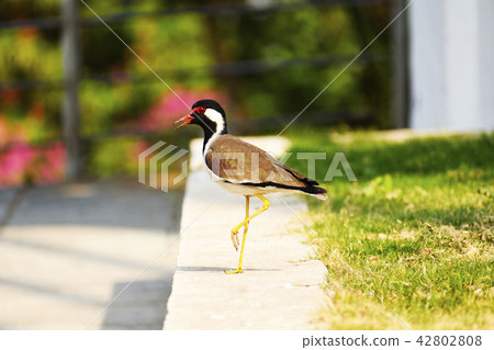 Red-wattled Lapwing, Vanellus indicus, Pune Red-wattled Lapwing, Vanellus indicus, Pune 42802808