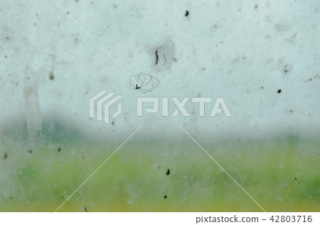 pholcidae spider hanging on net in window pholcidae spider hanging on net in window 42803716