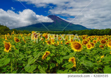 Sunflower Mount Fuji 42804595