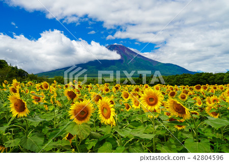 向日葵富士山 42804596