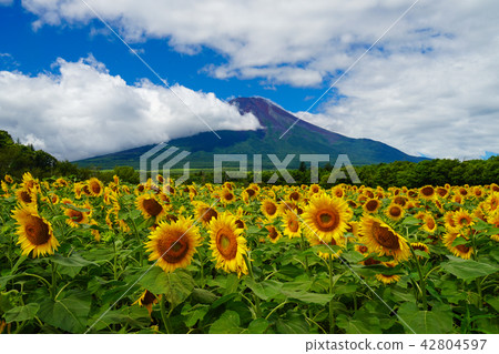 向日葵富士山 42804597