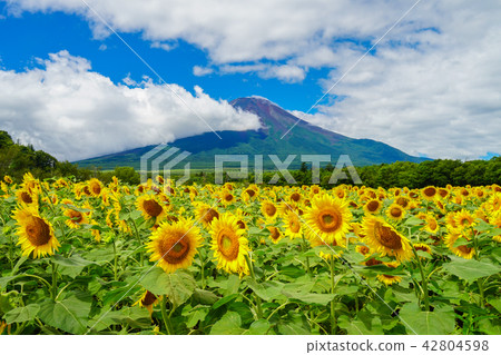 向日葵富士山 42804598
