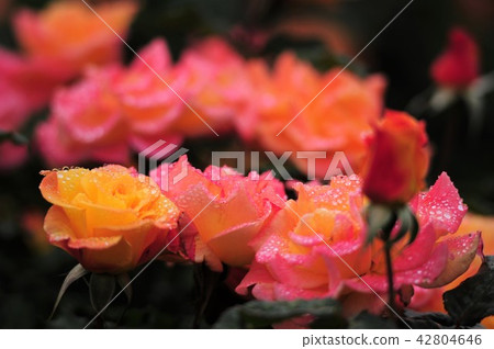 Colorful roses Colorful roses 42804646