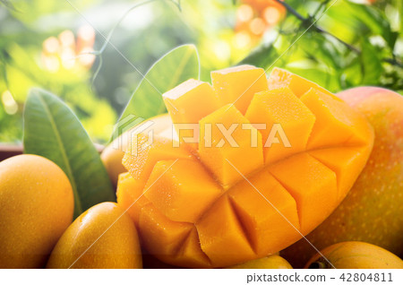 Fresh mango fruit Fresh Mango fruit water fresh fresh summer sky 42804811