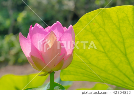 The ancient lotus of Araki Kamiya ruins in Shimane prefecture (2018) 42804833