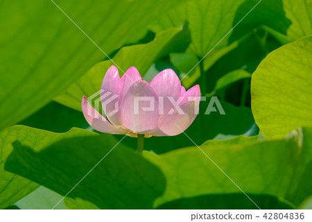 島根縣荒木神谷遺址的古蓮花(2018年) 島根縣荒木神谷遺址的古蓮花(2018年) 42804836
