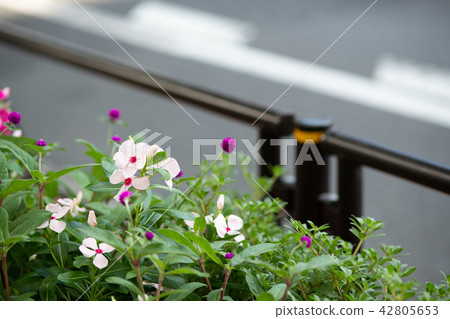 Pink colorful flowers 42805653