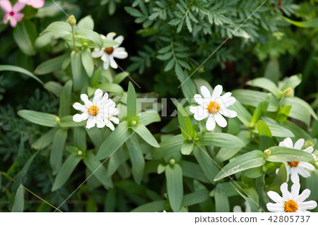 White jiniya flower White jiniya flower 42805737