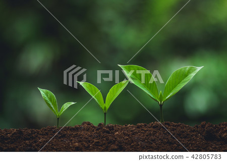 plant tree in neutral background Close-Up Of Fresh 42805783