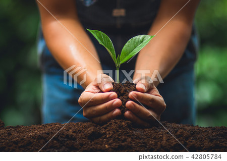 plant tree in neutral background Close-Up Of Fresh plant tree in neutral background Close-Up Of Fresh 42805784