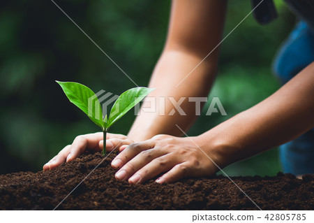 plant tree in neutral background Close-Up Of Fresh plant tree in neutral background Close-Up Of Fresh 42805785