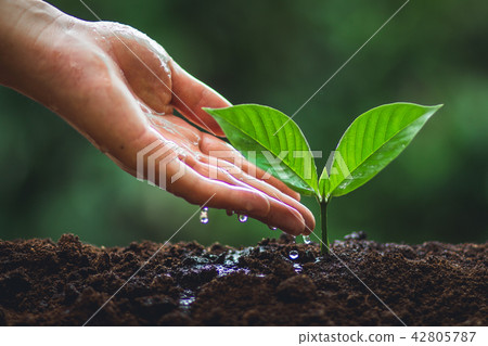 plant tree in neutral background Close-Up Of Fresh plant tree in neutral background Close-Up Of Fresh 42805787