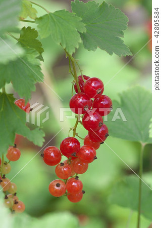 Crimson Fuck Crimson Fuck 42805884