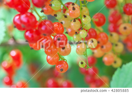 深紅色的他媽的 深紅色的他媽的 42805885