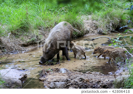 Good morning 42806418