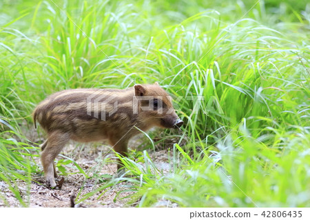 Good morning Good morning 42806435