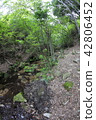 Numata field of the wild boar 42806452