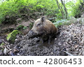 Numata field of the wild boar 42806453