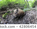 Numata field of the wild boar 42806454