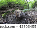 Numata field of the wild boar 42806455