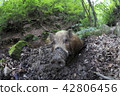 Numata field of the wild boar 42806456