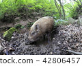 Numata field of the wild boar 42806457
